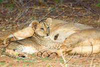 Africa lion cub