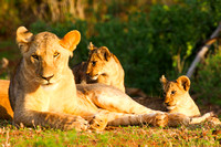 Africa Lion Female and cubs