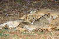 Africa lion cub