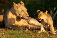 Africa Lion Female and cubs